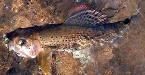 Grayling - the typical Czech Nymph Fish
