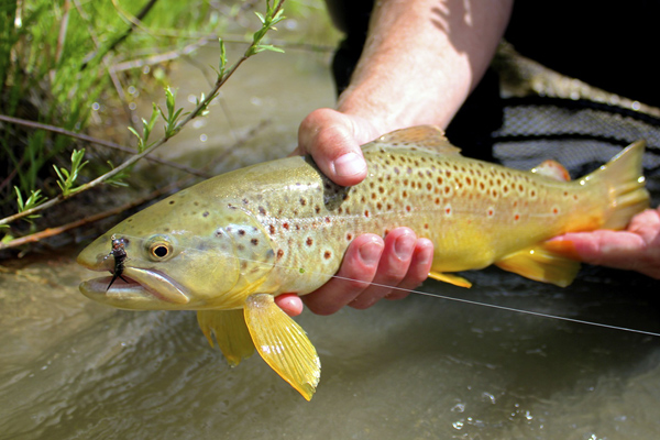 Pin by Lancelot on Fishing  Fly fishing flies trout, Fly fishing